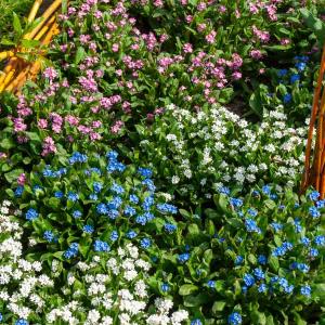 Myosotis des Alpes Varié
